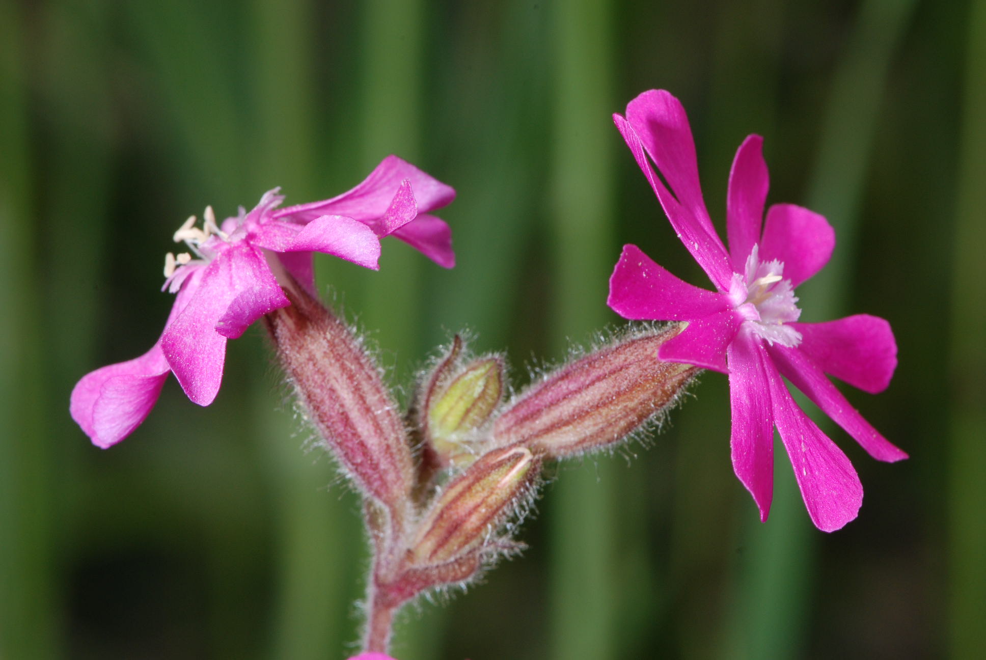 Silene dioica / Silene dioica